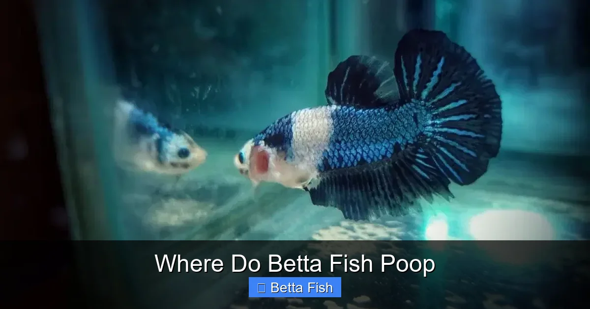 Where Do Betta Fish Poop