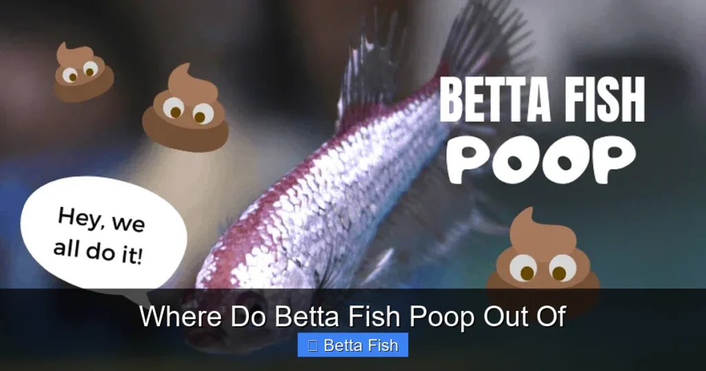 Where Do Betta Fish Poop Out Of