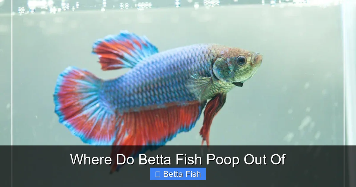 Where Do Betta Fish Poop Out Of