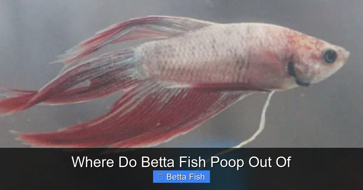 Where Do Betta Fish Poop Out Of