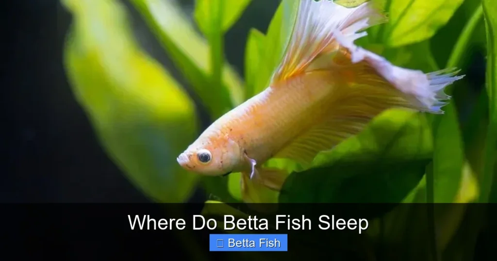 Where Do Betta Fish Sleep