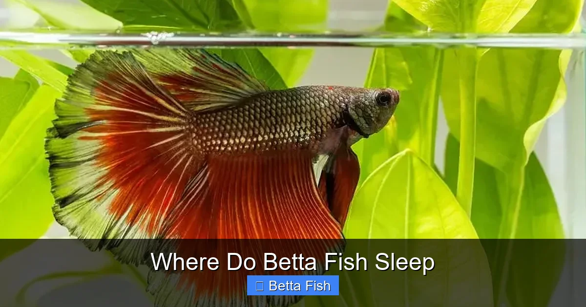 Where Do Betta Fish Sleep