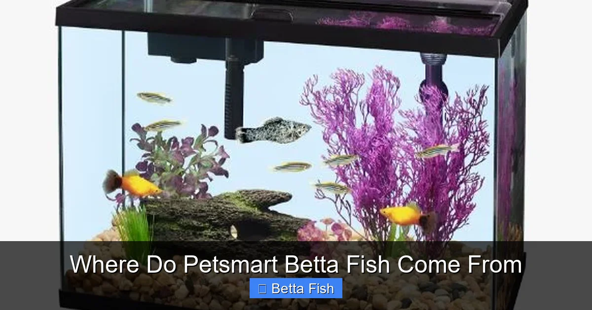 Where Do Petsmart Betta Fish Come From