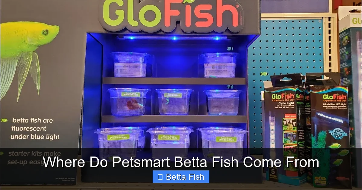 Where Do Petsmart Betta Fish Come From