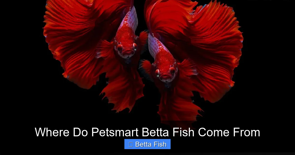 Where Do Petsmart Betta Fish Come From