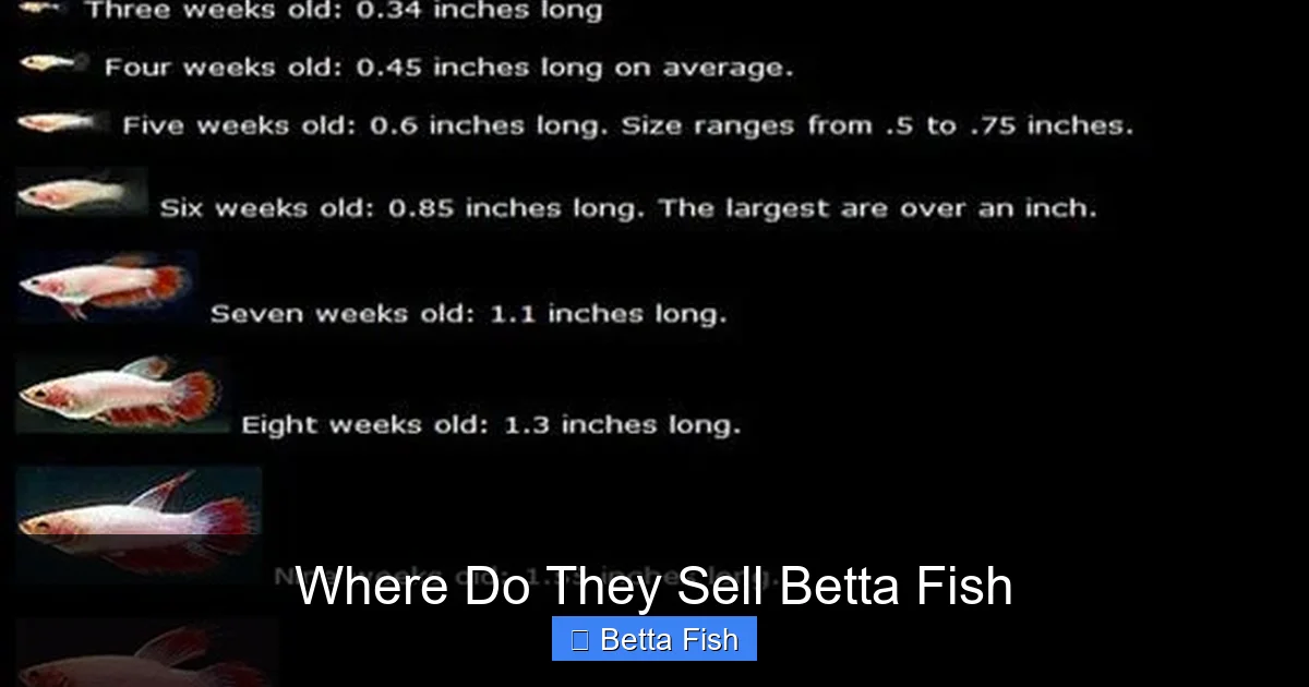 Where Do They Sell Betta Fish
