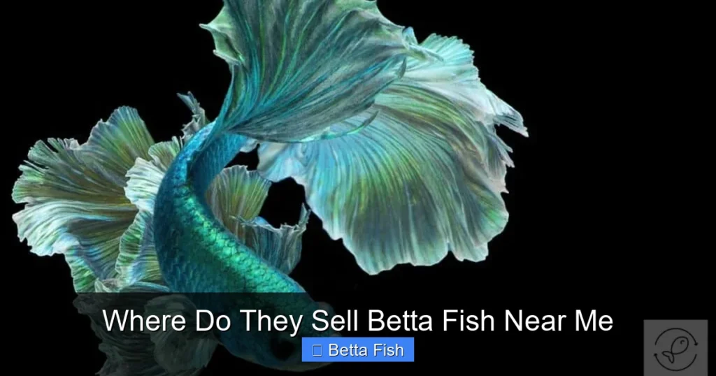 Where Do They Sell Betta Fish Near Me