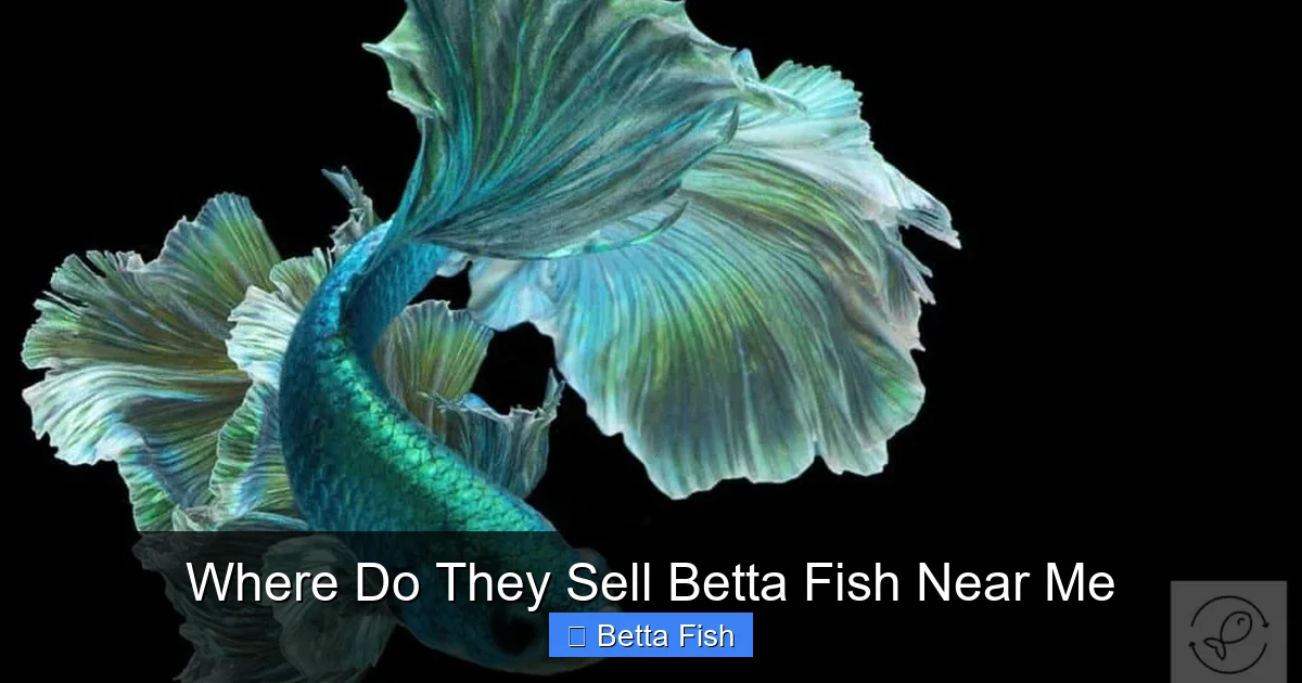 Where Do They Sell Betta Fish Near Me