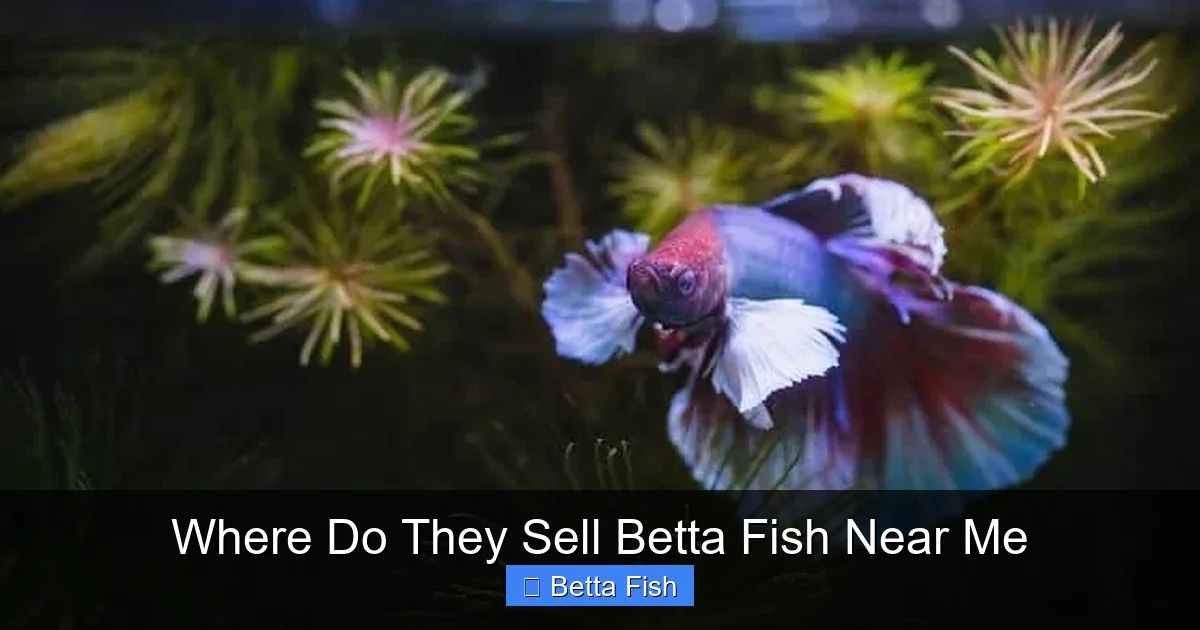 Where Do They Sell Betta Fish Near Me
