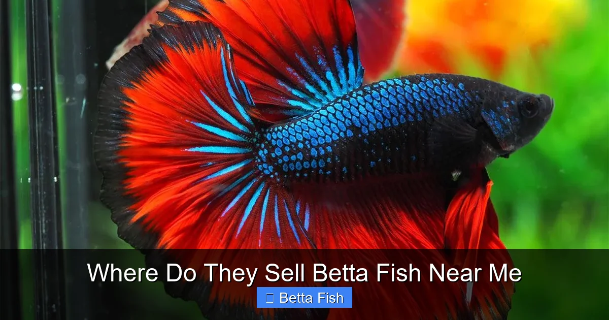 Where Do They Sell Betta Fish Near Me
