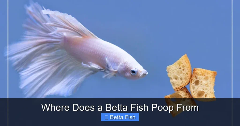 Where Does a Betta Fish Poop From