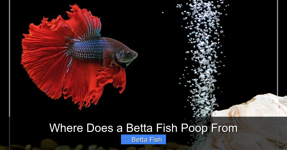 Where Does a Betta Fish Poop From