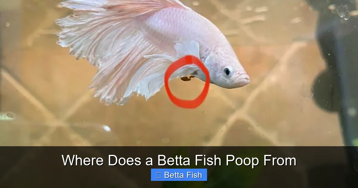 Where Does a Betta Fish Poop From