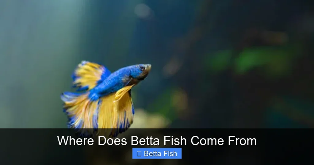 Where Does Betta Fish Come From