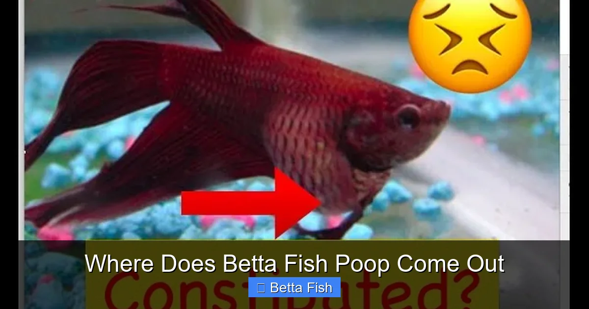 Where Does Betta Fish Poop Come Out