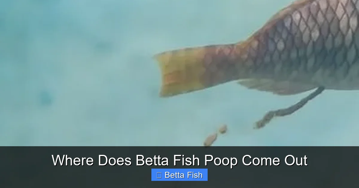 Where Does Betta Fish Poop Come Out