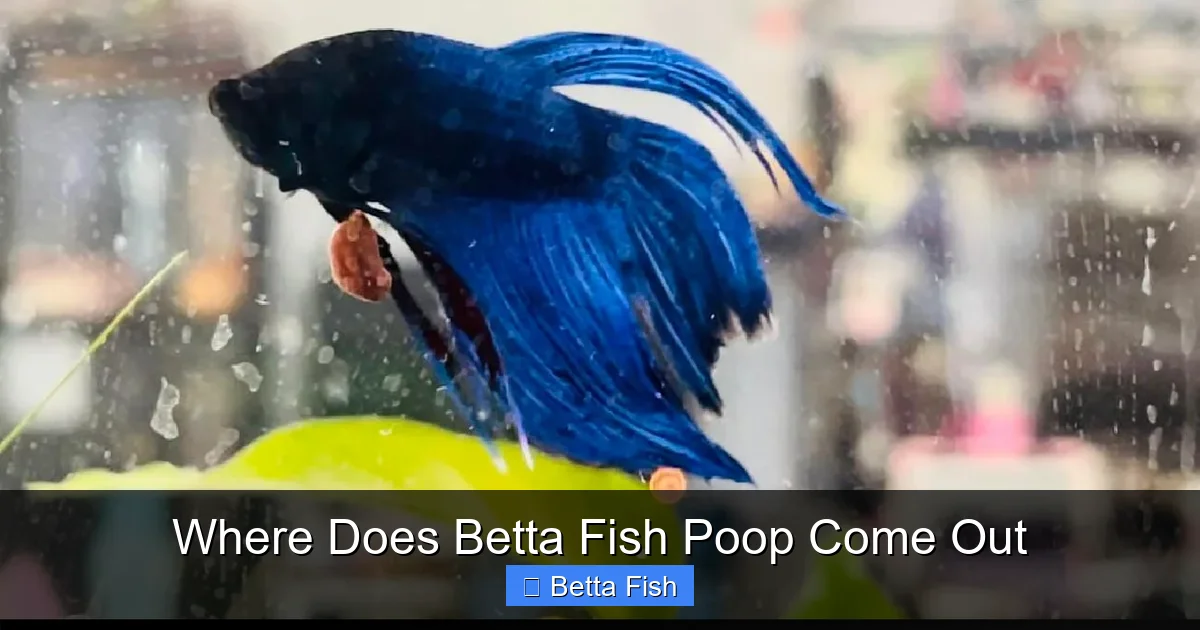 Where Does Betta Fish Poop Come Out