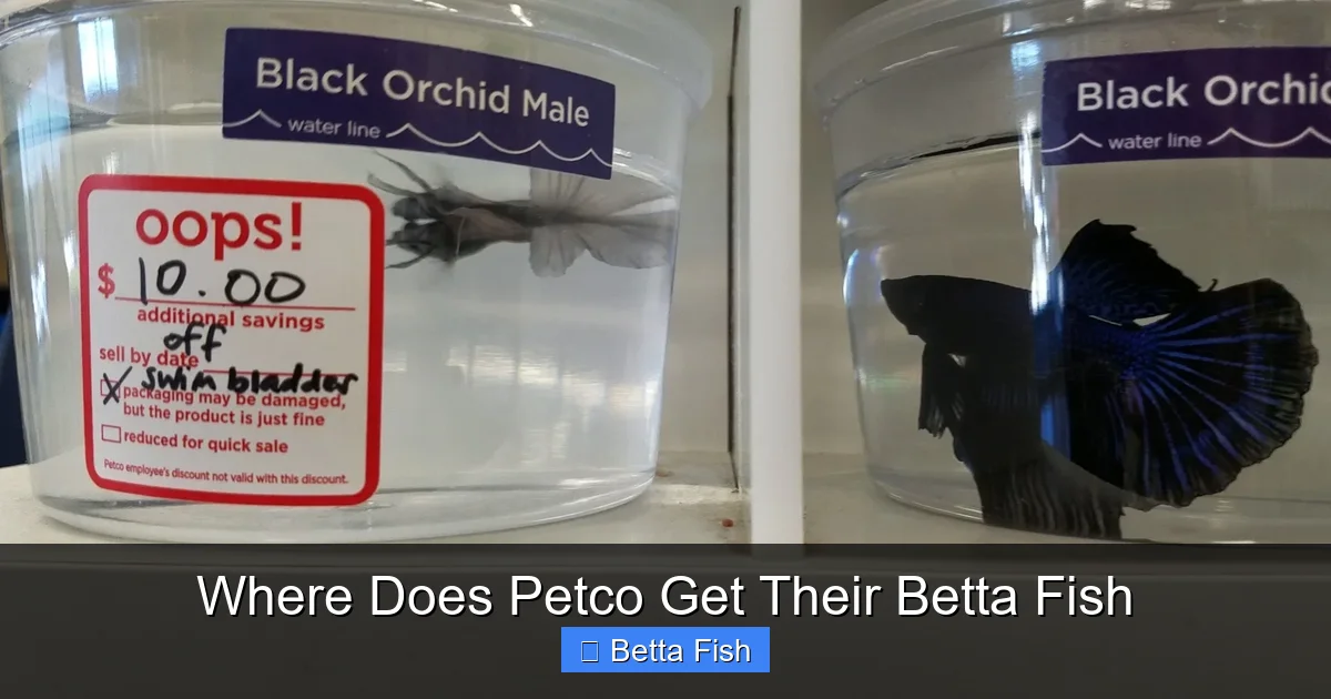 Where Does Petco Get Their Betta Fish