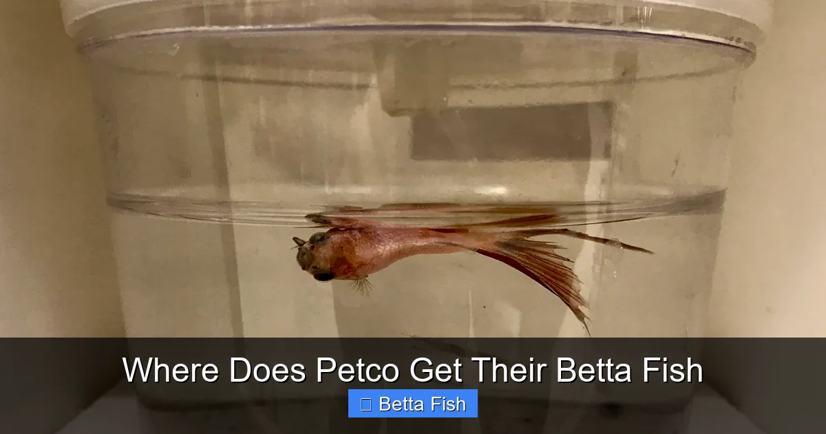 Where Does Petco Get Their Betta Fish