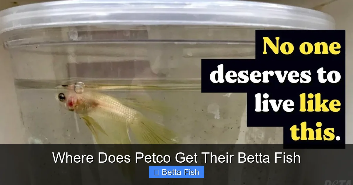 Where Does Petco Get Their Betta Fish