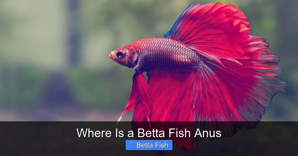 Where Is a Betta Fish Anus