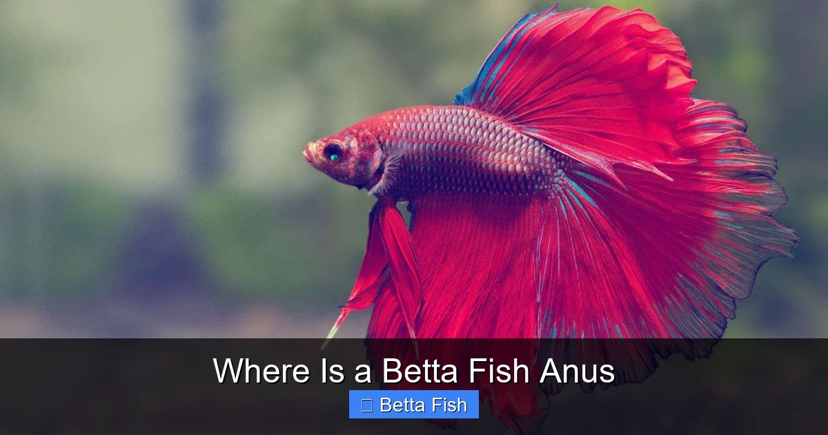 Where Is a Betta Fish Anus