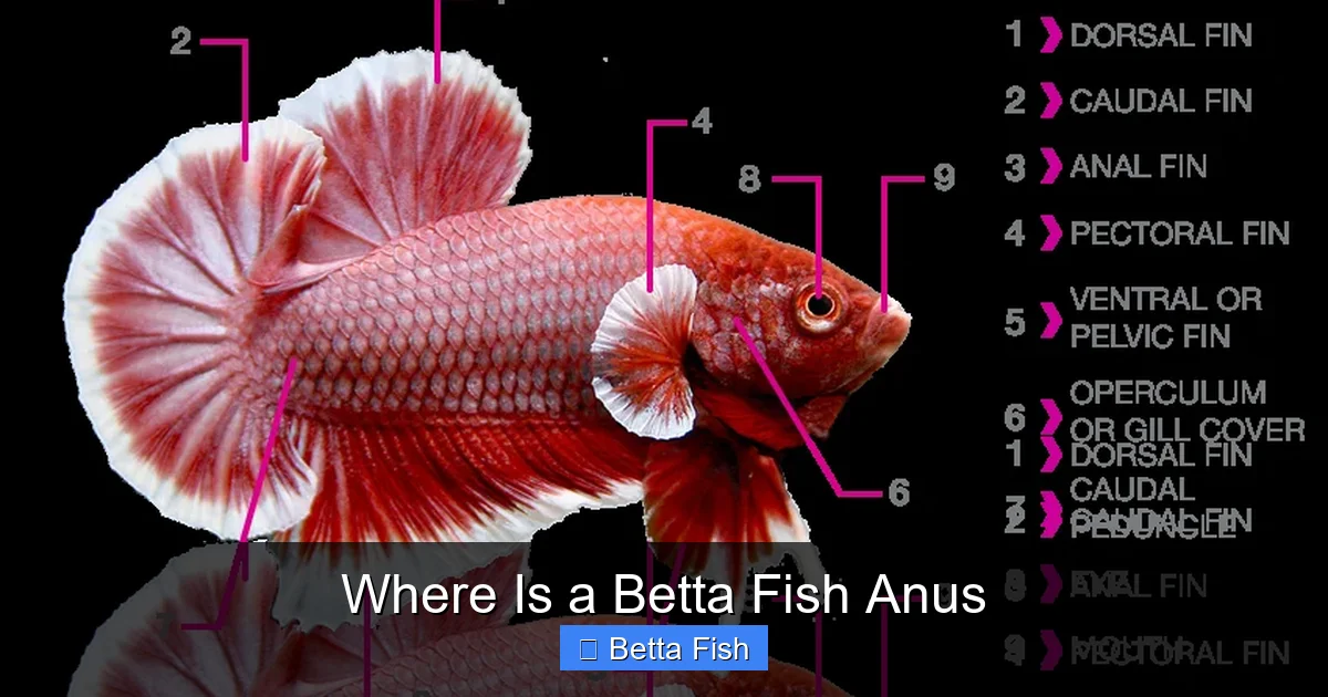 Where Is a Betta Fish Anus