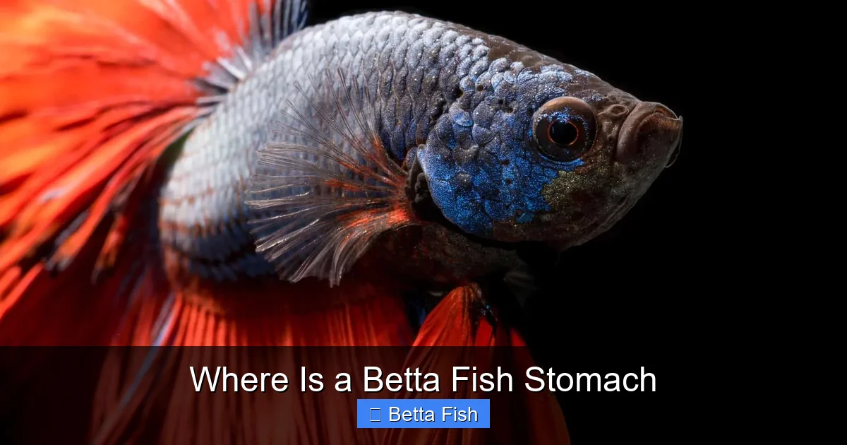 Where Is a Betta Fish Stomach