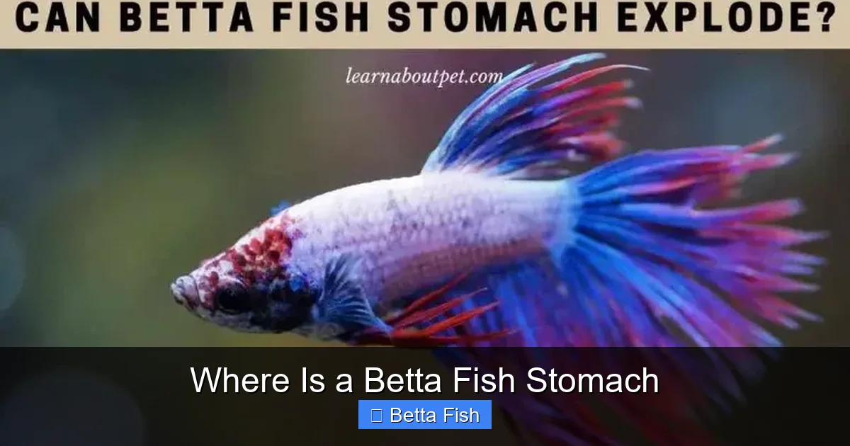 Where Is a Betta Fish Stomach