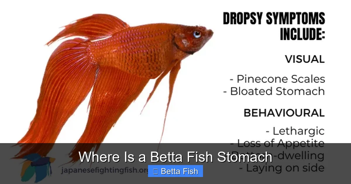 Where Is a Betta Fish Stomach