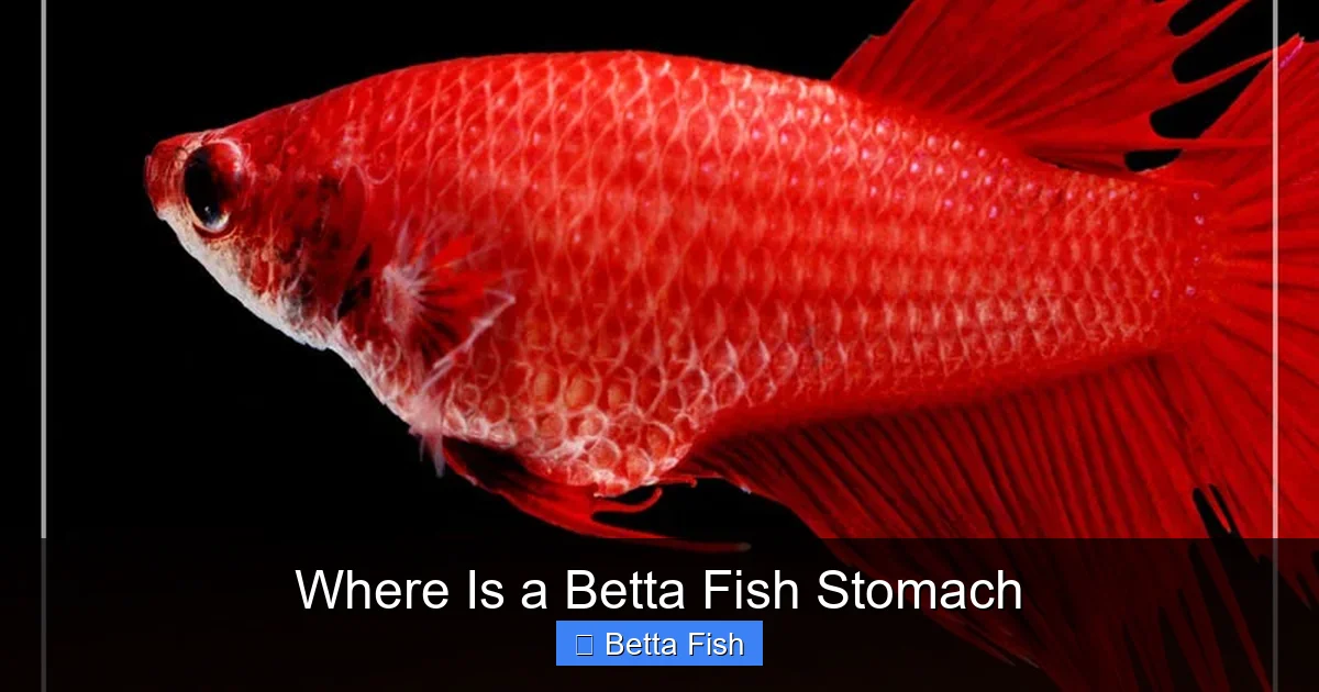 Where Is a Betta Fish Stomach