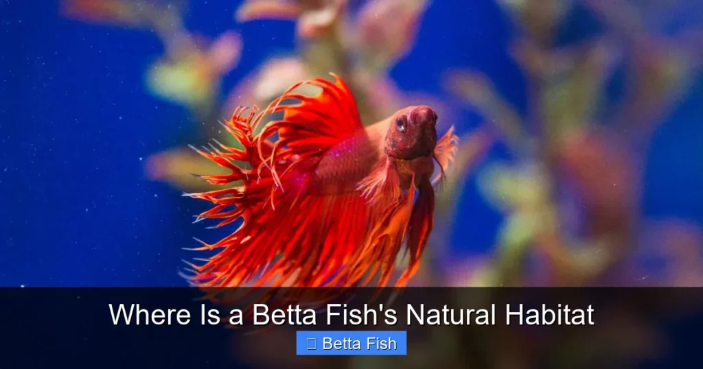 Where Is a Betta Fish's Natural Habitat