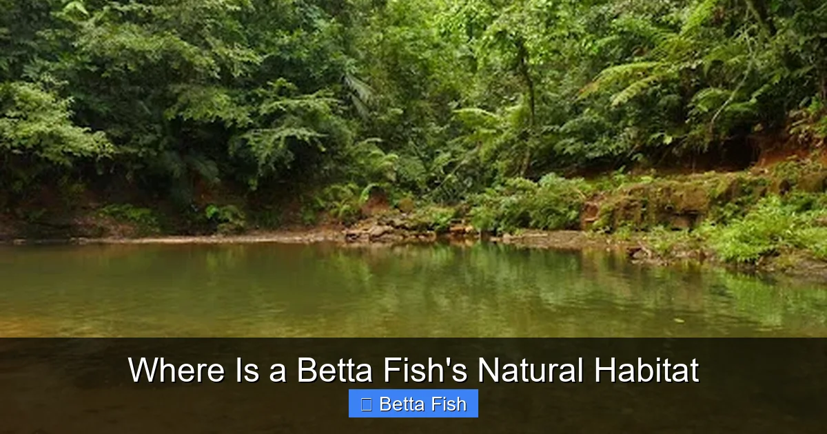 Where Is a Betta Fish's Natural Habitat