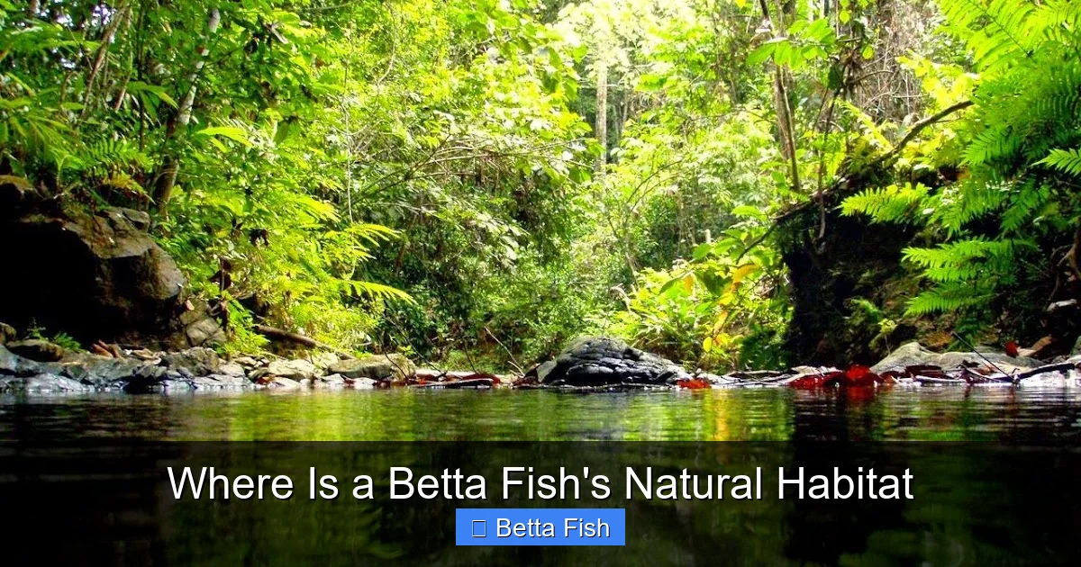 Where Is a Betta Fish's Natural Habitat