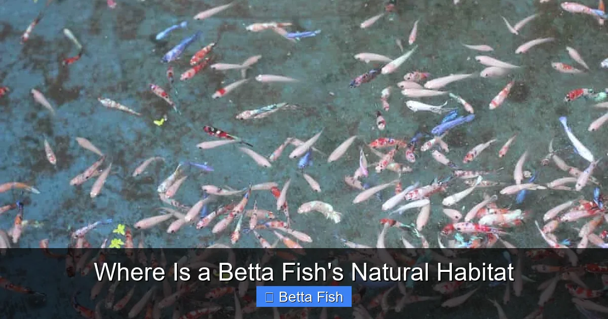 Where Is a Betta Fish's Natural Habitat