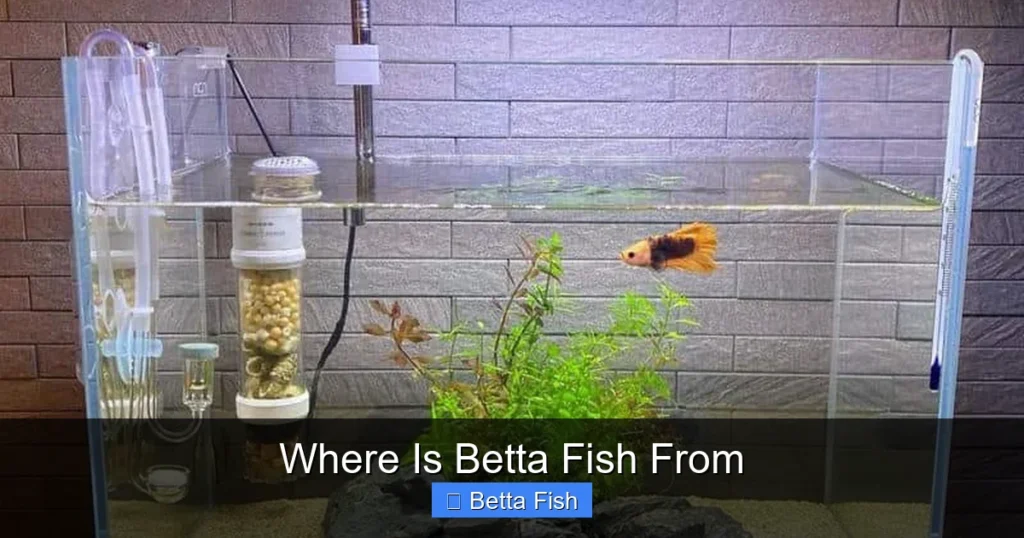 Where Is Betta Fish From
