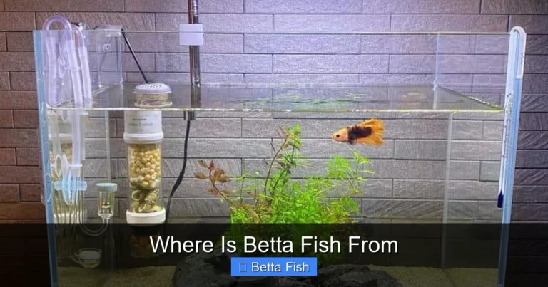 Where Is Betta Fish From