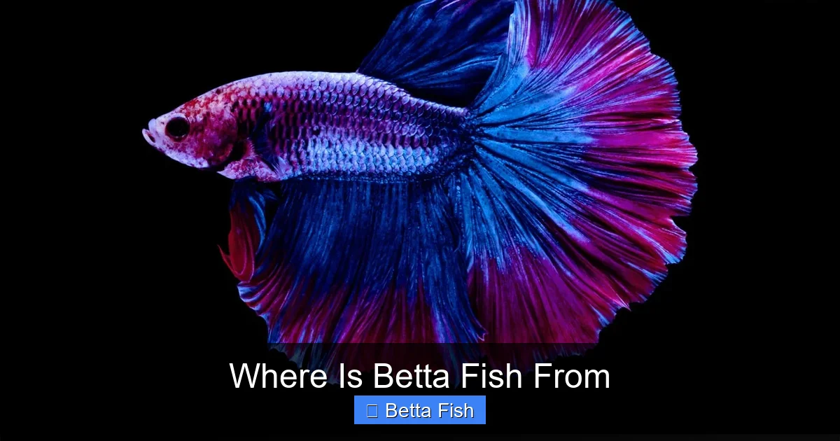 Where Is Betta Fish From