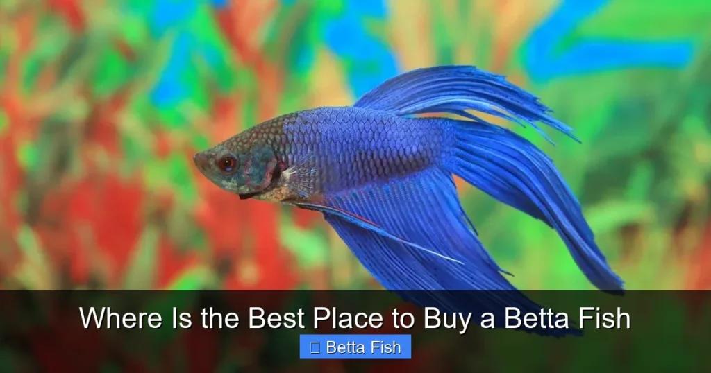 Where Is the Best Place to Buy a Betta Fish