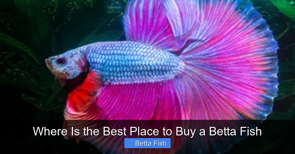 Where Is the Best Place to Buy a Betta Fish
