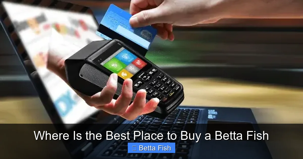 Where Is the Best Place to Buy a Betta Fish