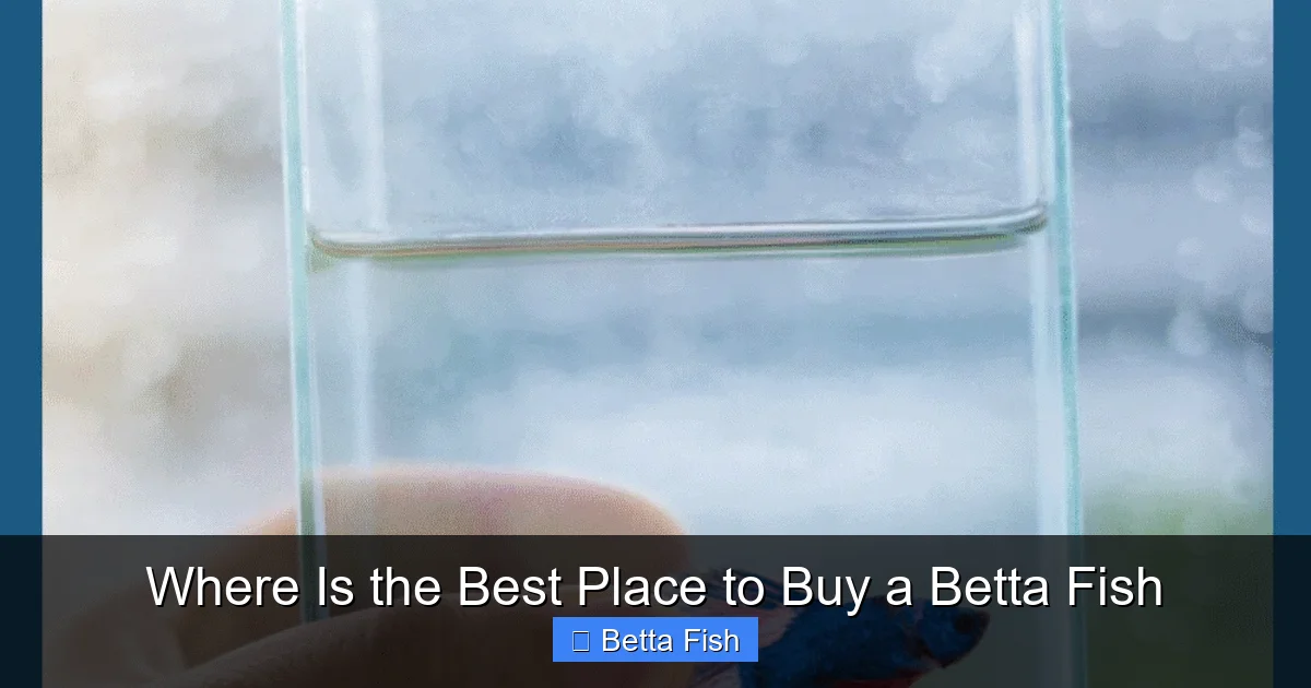Where Is the Best Place to Buy a Betta Fish