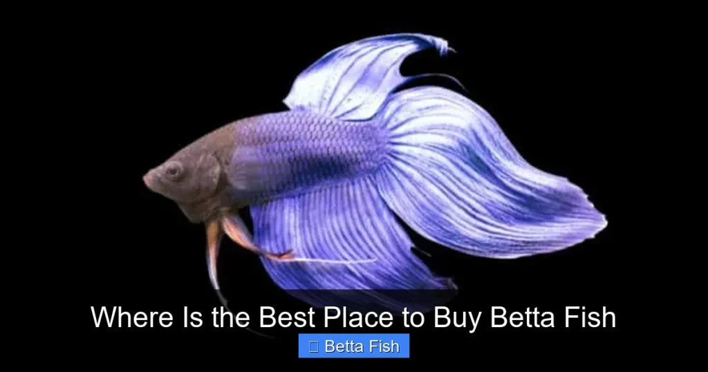 Where Is the Best Place to Buy Betta Fish