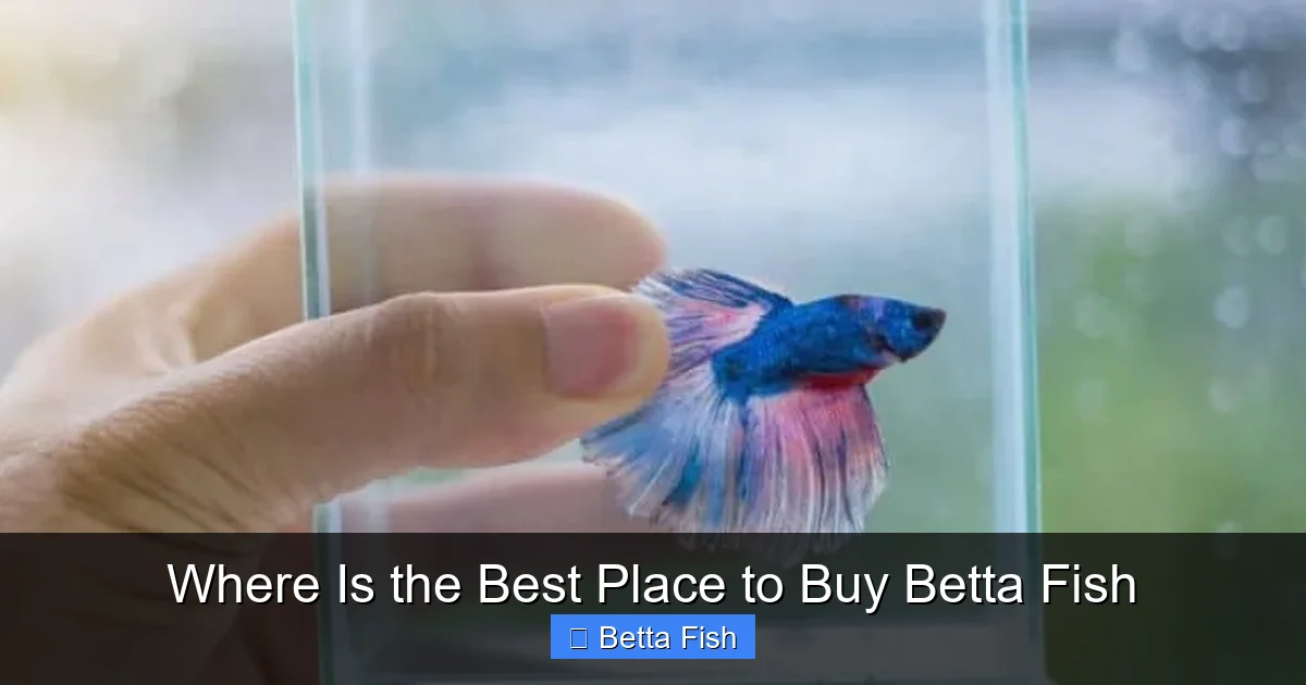 Where Is the Best Place to Buy Betta Fish