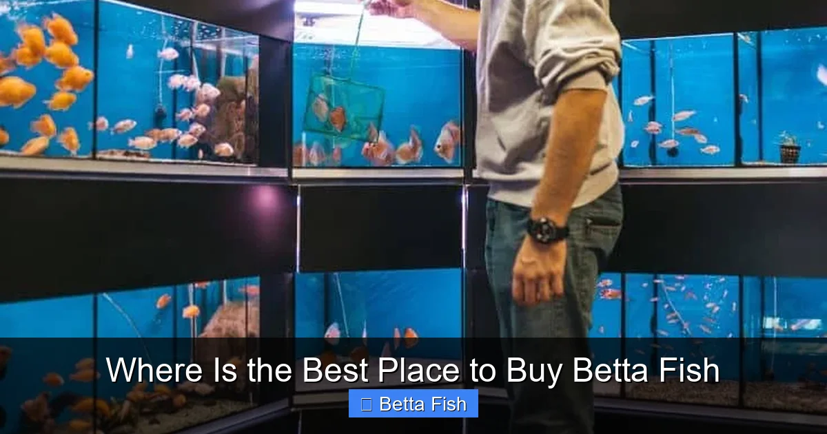 Where Is the Best Place to Buy Betta Fish
