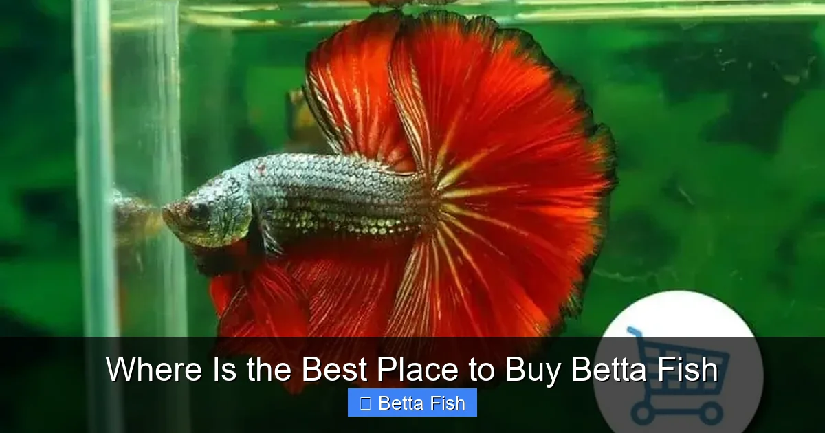 Where Is the Best Place to Buy Betta Fish