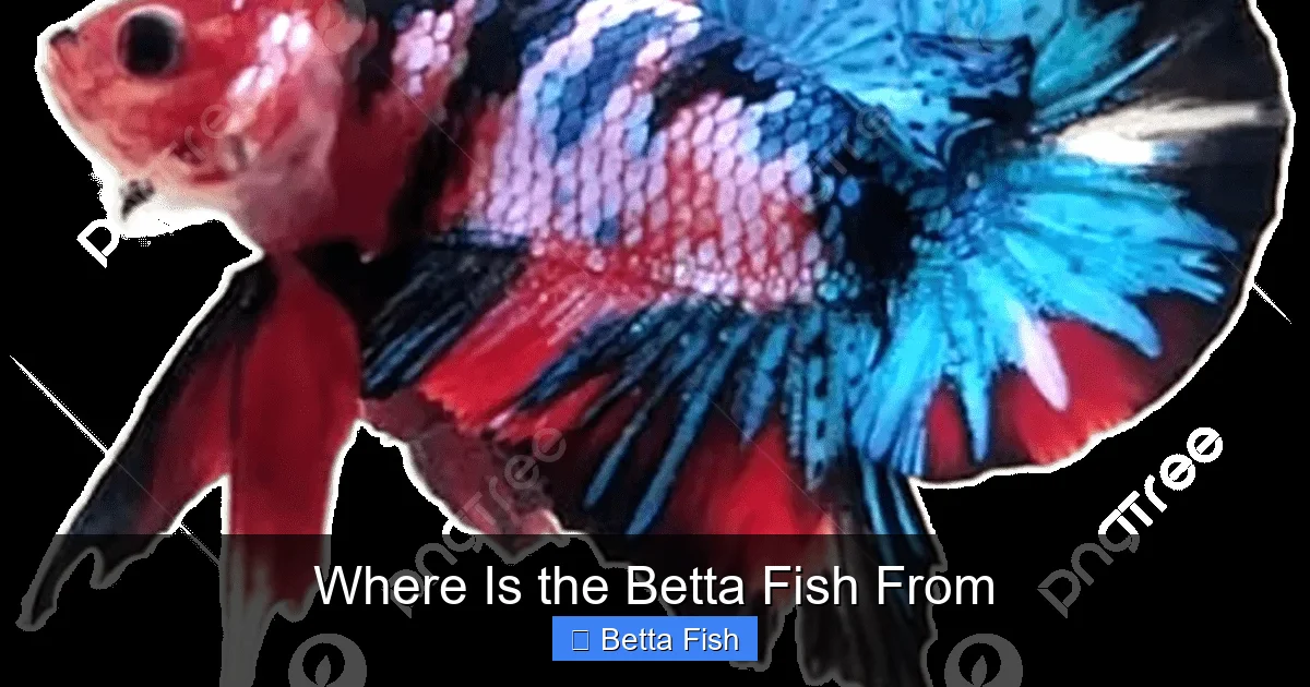 Where Is the Betta Fish From