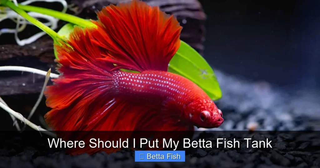 Where Should I Put My Betta Fish Tank