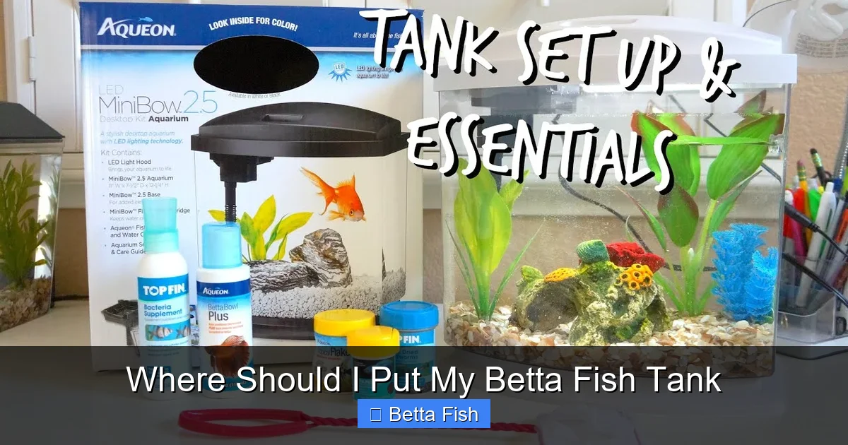 Where Should I Put My Betta Fish Tank