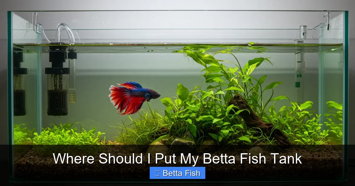 Where Should I Put My Betta Fish Tank
